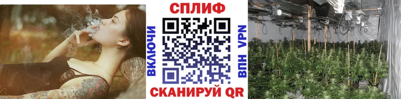 МАРИХУАНА планчик  Абакан 